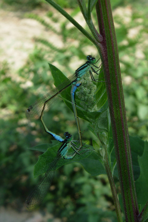 Calopteryx splendens caprai e Ischnura elegans